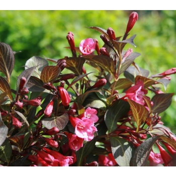 KRZEWUSZKA WEIGELA na pniu z BORDOWYM LIŚCIEM - sadzonki 100 / 120 cm